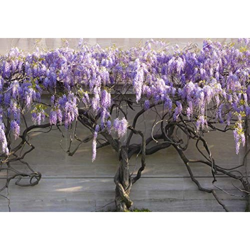 Wisteria Blue Moon -6-12 Tall - Well Rooted