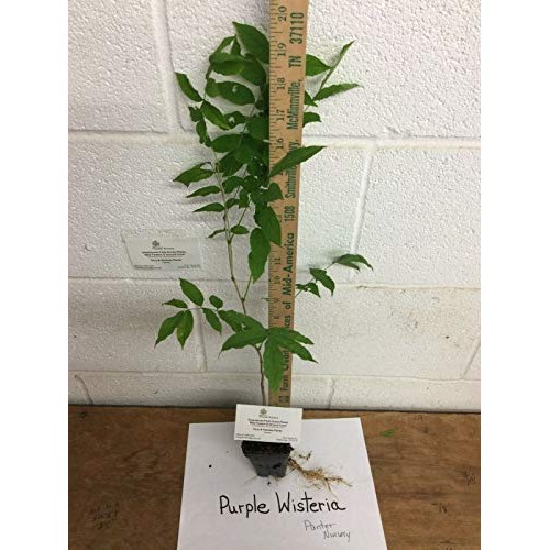 Wisteria Blue Moon -6-12 Tall - Well Rooted