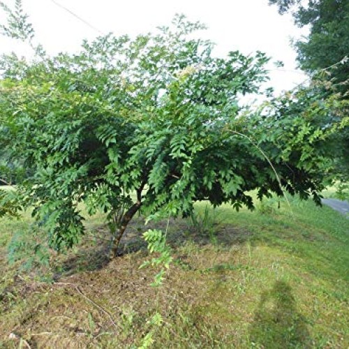 Wisteria Blue Moon -6-12 Tall - Well Rooted