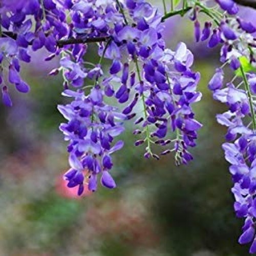 Wisteria Blue Moon -6-12 Tall - Well Rooted