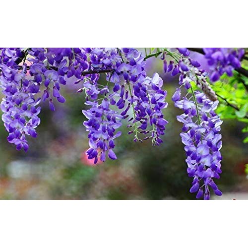 Wisteria Blue Moon -6-12 Tall - Well Rooted