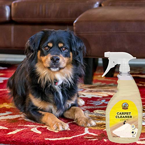 Pauls Pail 32-oz Carpet Stain Cleaner and Odor Eliminator Spray