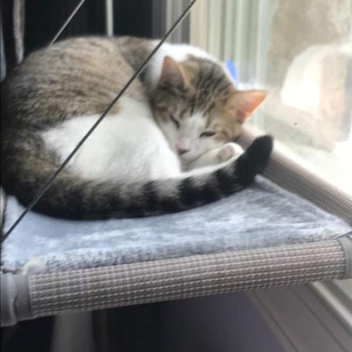 Cat Bed Window, Cat Window Hammock Window Perch, Safety Cat Shelve...