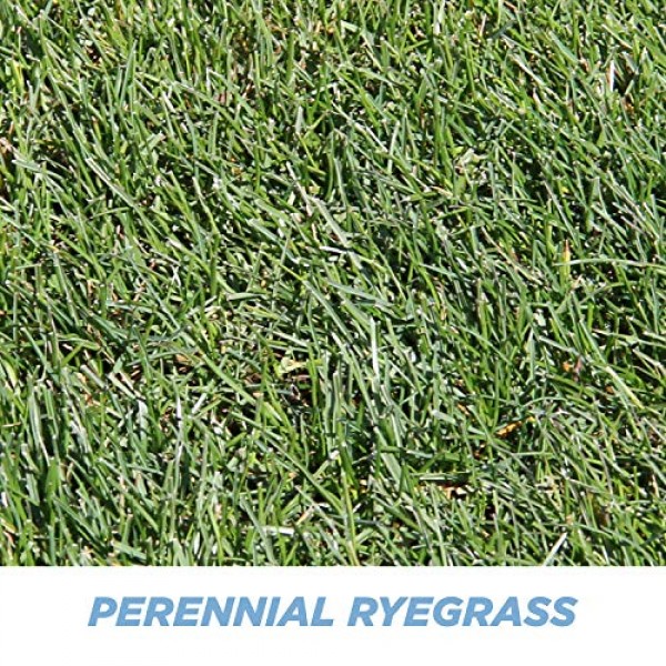 Pennington 100526658 Smart Perrenial Rye Grass Seed, 3 LBS