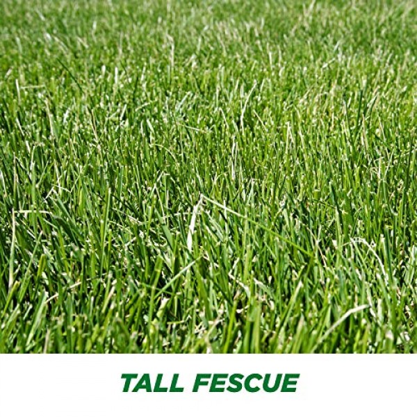 Pennington 100526677 Smart Seed Tall Fescue Grass Seed, 7 LB