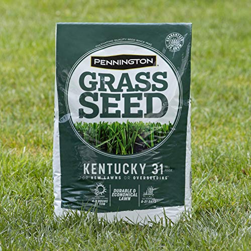 Pennington Kentucky 31 Tall Fescue Grass Seed, 20 Pounds