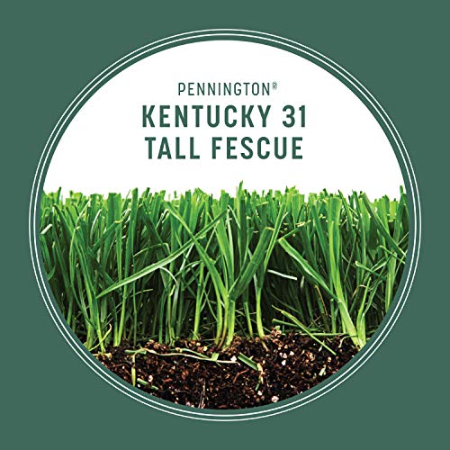 Pennington Kentucky 31 Tall Fescue Grass Seed, 20 Pounds