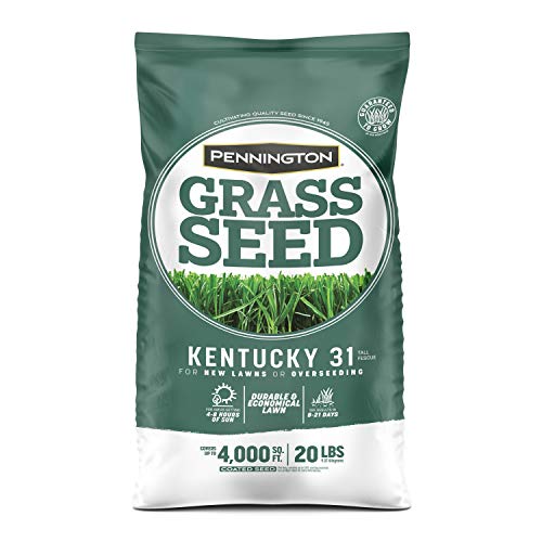 Pennington Kentucky 31 Tall Fescue Grass Seed, 20 Pounds