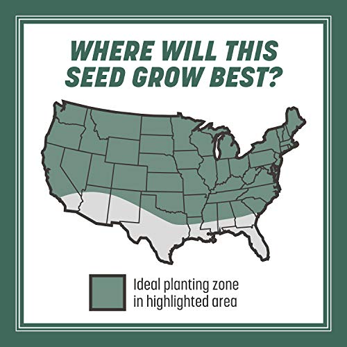 Pennington Kentucky 31 Tall Fescue Penkoted Grass Seed 3 lb