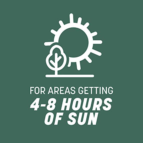 Pennington Kentucky 31 Tall Fescue Penkoted Grass Seed 3 lb