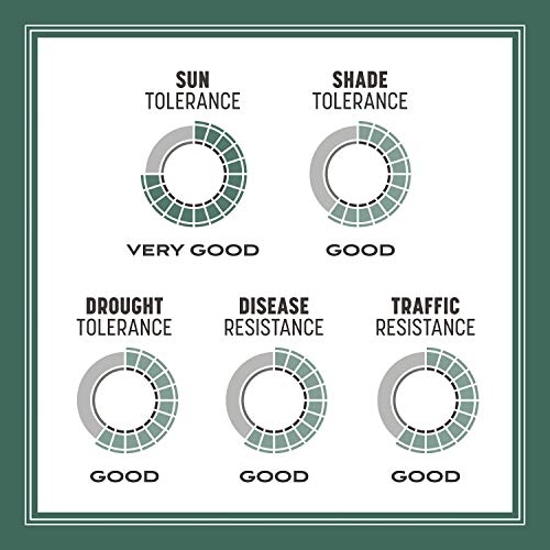 Pennington Kentucky 31 Tall Fescue Penkoted Grass Seed 3 lb