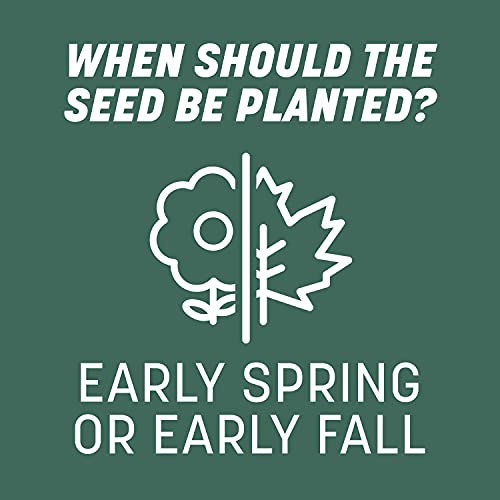 Pennington Kentucky 31 Tall Fescue Penkoted Grass Seed 3 lb