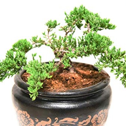 Bonsai Soil by Perfect Plants - 2qts. | Premium All-Purpose Mix | ...