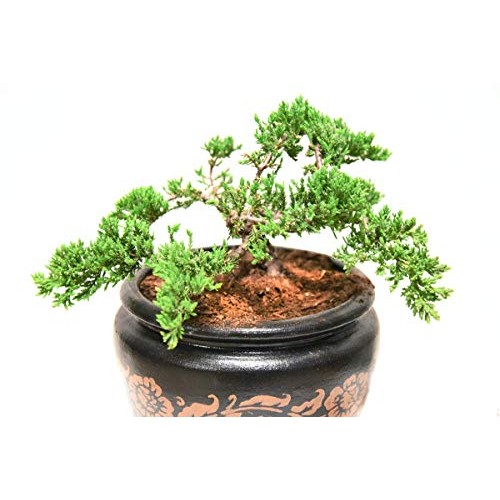 Bonsai Soil by Perfect Plants - 2qts. | Premium All-Purpose Mix | ...