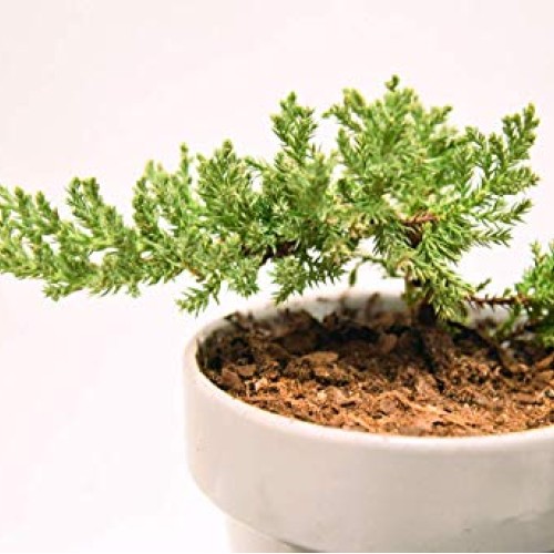 Bonsai Soil by Perfect Plants - 2qts. | Premium All-Purpose Mix | ...