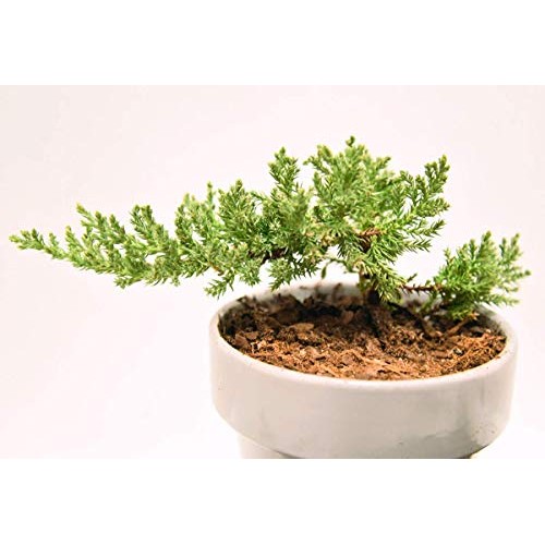 Bonsai Soil by Perfect Plants - 2qts. | Premium All-Purpose Mix | ...