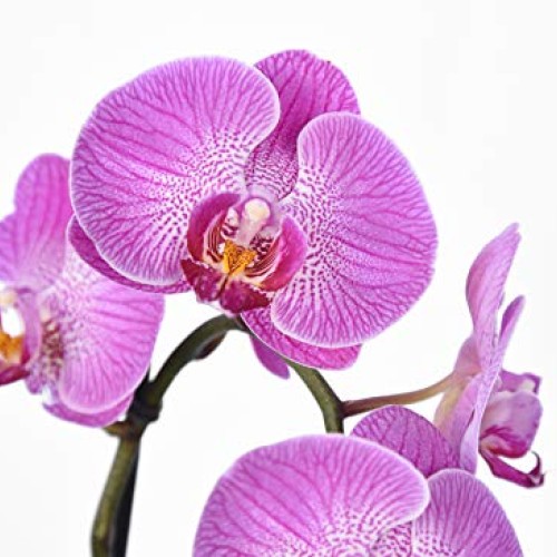 Orchid Food by Perfect Plants - Resealable 5oz. Bag - Slow Release...