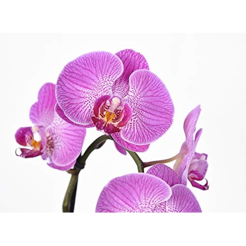 Orchid Food by Perfect Plants - Resealable 5oz. Bag - Slow Release...