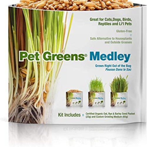 Pet Greens 4 Pack Pet Grass Garden Wheatgrass self Grow and Medley...