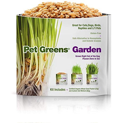 Pet Greens 4 Pack Pet Grass Garden Wheatgrass self Grow and Medley...