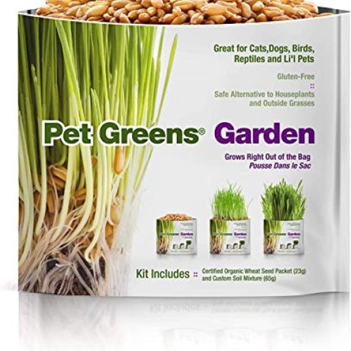 Pet Greens 4 Pack Pet Grass Garden Wheatgrass self Grow and Medley...