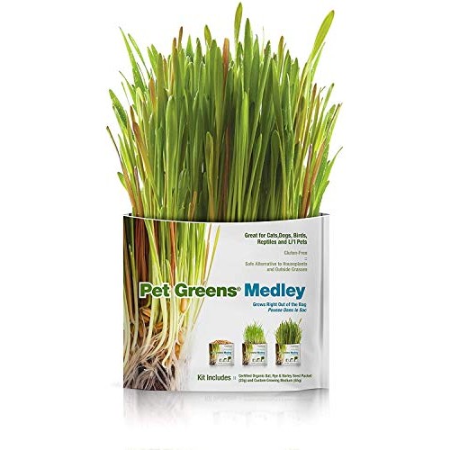 Pet Greens 4 Pack Pet Grass Garden Wheatgrass self Grow and Medley...