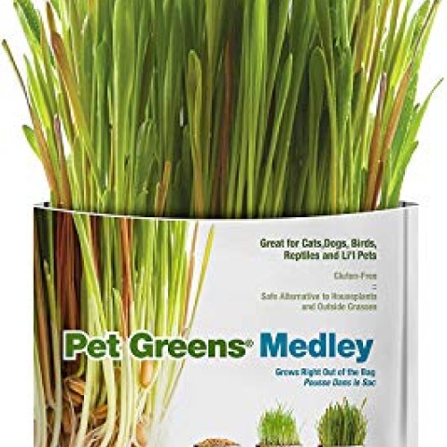 Pet Greens 4 Pack Pet Grass Garden Wheatgrass self Grow and Medley...