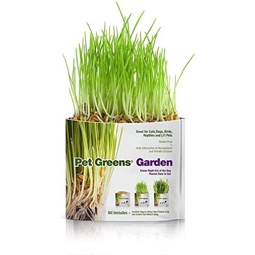 Pet Greens 4 Pack Pet Grass Garden Wheatgrass self Grow and Medley...