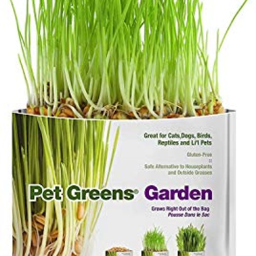 Pet Greens 4 Pack Pet Grass Garden Wheatgrass self Grow and Medley...