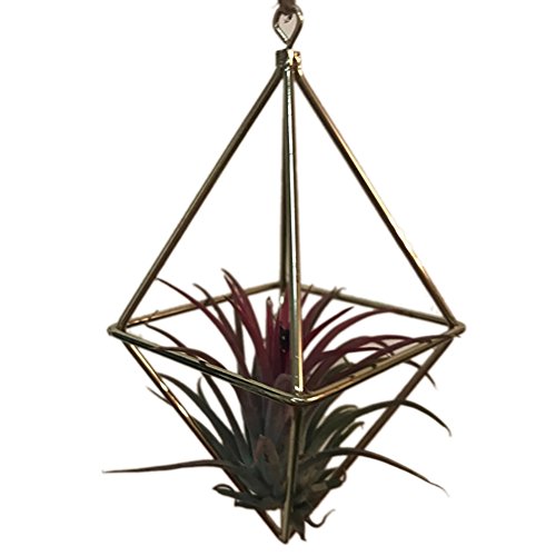 Peyan Rhombus Cube Shape Geometric Hanging Metal Air Plant Holder ...