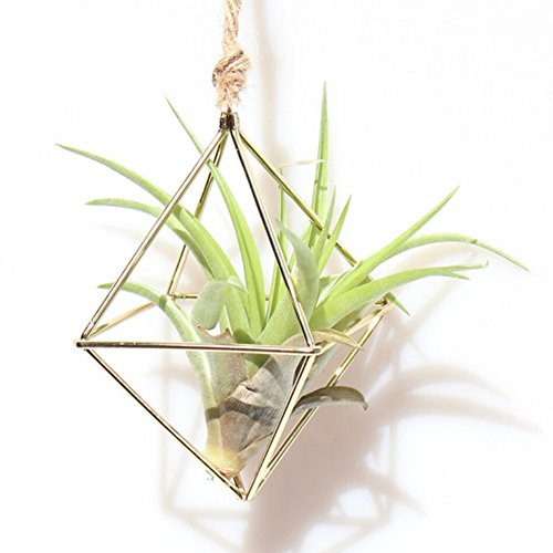 Peyan Rhombus Cube Shape Geometric Hanging Metal Air Plant Holder ...