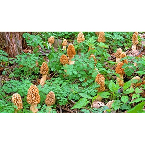 PiggiesC Morel Mushroom Spores in Sawdust Garden Seed Spore kit fr...