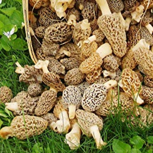 PiggiesC Morel Mushroom Spores in Sawdust Garden Seed Spore kit fr...
