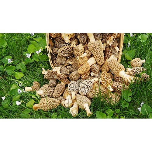PiggiesC Morel Mushroom Spores in Sawdust Garden Seed Spore kit fr...