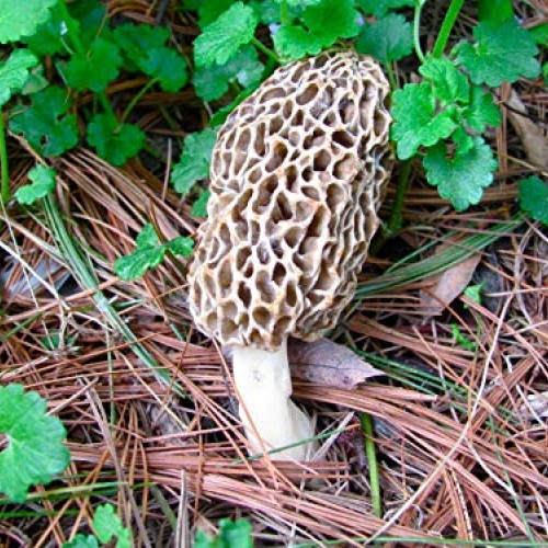 PiggiesC Morel Mushroom Spores in Sawdust Garden Seed Spore kit fr...