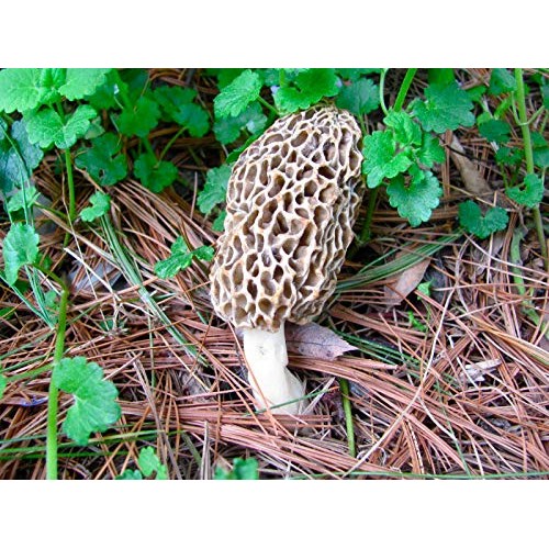 PiggiesC Morel Mushroom Spores in Sawdust Garden Seed Spore kit fr...