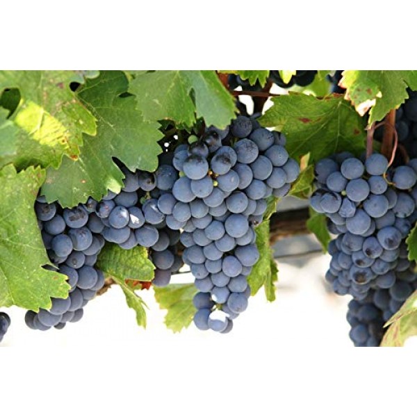 Concord Grape Vine Plant, Varies in Color from deep Blue to Purple...