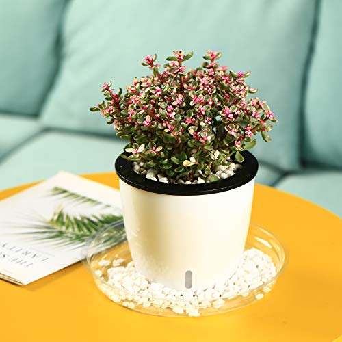 20 Pack Clear Plastic Plant Saucers 6 inch Drip Trays Plant Plat...
