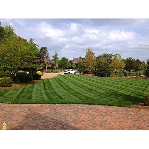 Lesco Transition Pro Grass Seed 50 lb.
