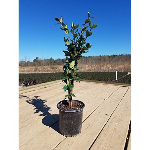 2.5 Qt - Large Leaf Confederate JasmineStar Jasmine - Live Plant...