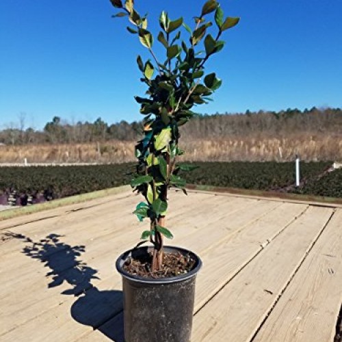 2.5 Qt - Large Leaf Confederate JasmineStar Jasmine - Live Plant...