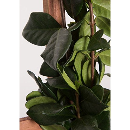 2.5 Qt - Large Leaf Confederate JasmineStar Jasmine - Live Plant...