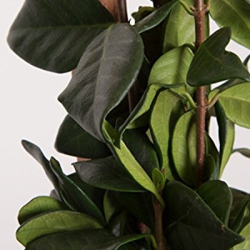 2.5 Qt - Large Leaf Confederate JasmineStar Jasmine - Live Plant...