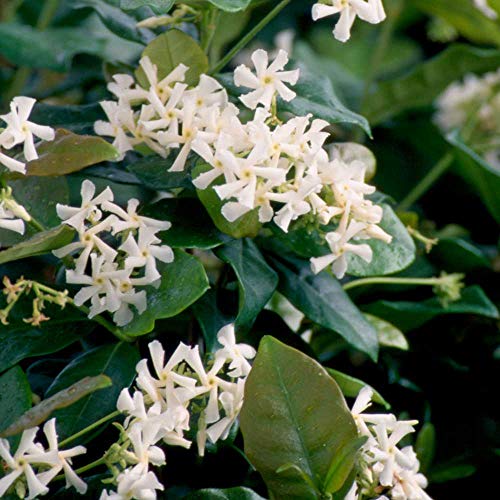 2.5 Qt - Large Leaf Confederate JasmineStar Jasmine - Live Plant...
