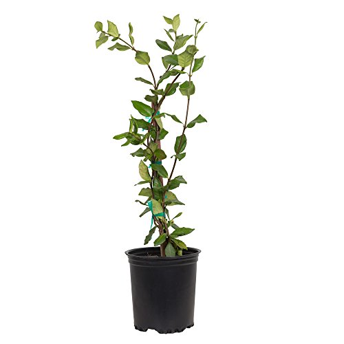 2.5 Qt - Large Leaf Confederate JasmineStar Jasmine - Live Plant...