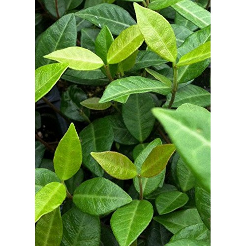 Jasmine Asiatic 3 in. pots - 18 Count tray