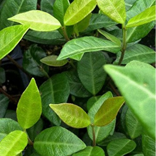 Jasmine Asiatic 3 in. pots - 18 Count tray