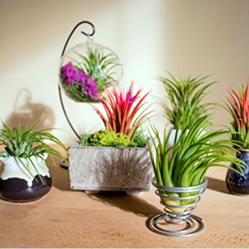 25 Ionantha Tillandsia Air Plant Pack, Each 2 to 3.5 Inches Long, ...
