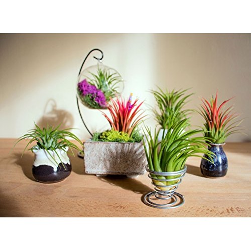 25 Ionantha Tillandsia Air Plant Pack, Each 2 to 3.5 Inches Long, ...