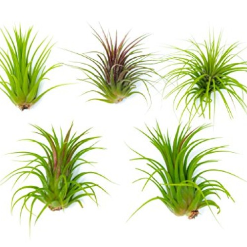 25 Ionantha Tillandsia Air Plant Pack, Each 2 to 3.5 Inches Long, ...